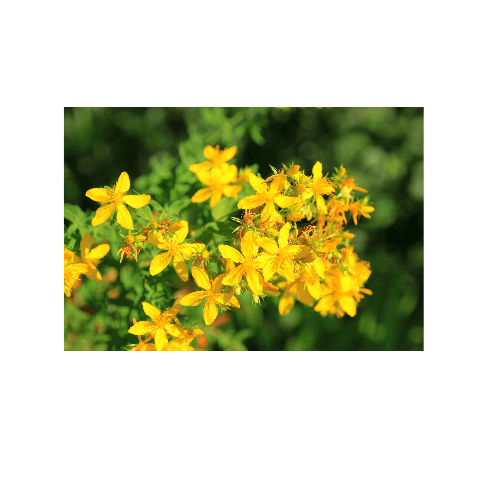 millepertuis Hypericum perforatum plante photosensibilisation primaire hypericines